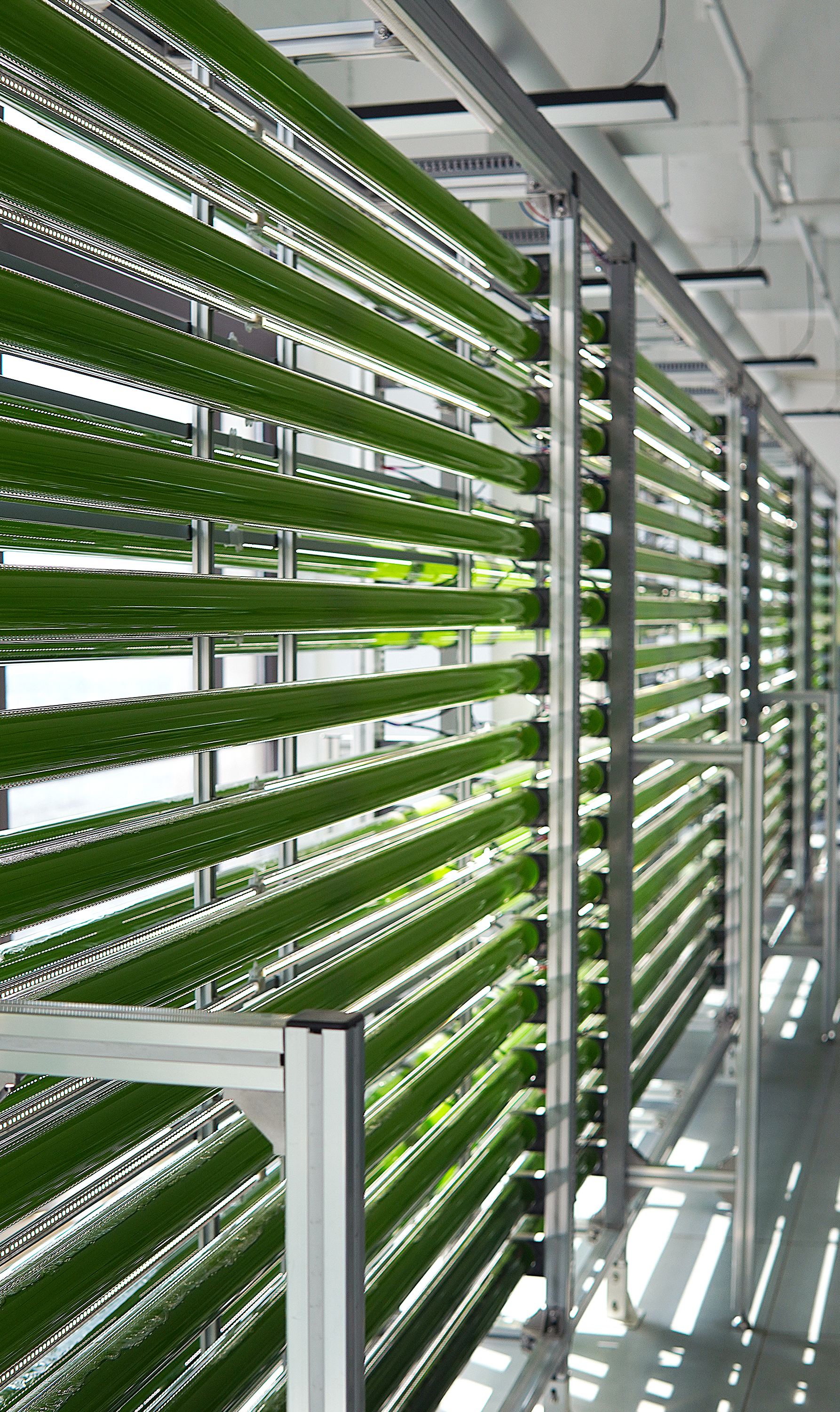 microalgae system