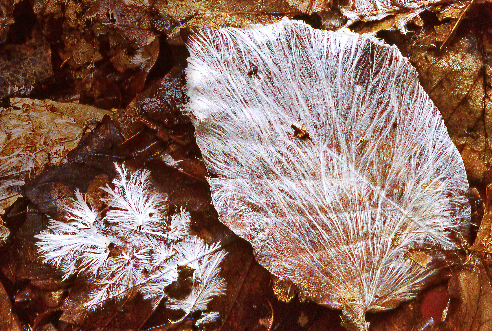 Mycelium growing across a natural substrate