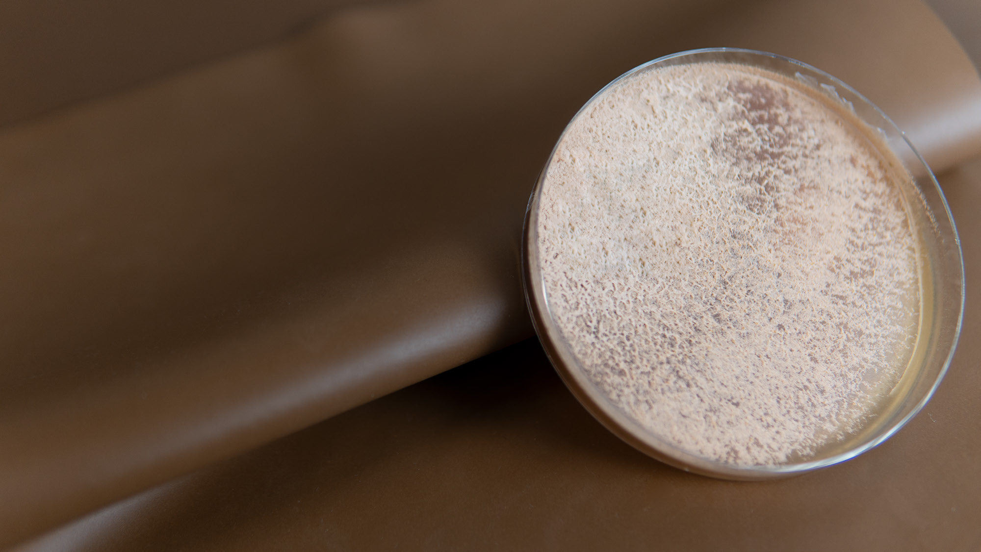 Fungal material sample used for strain screening
